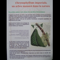 Chrysophyllum imperiale (fam Sapotacees) (txt)